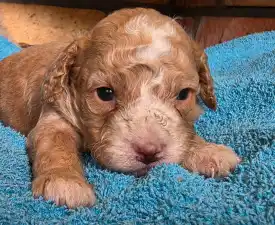 Sony - Cavapoo eladó kiskutya