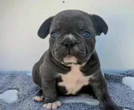 Arthur - French Bulldog Puppy for sale