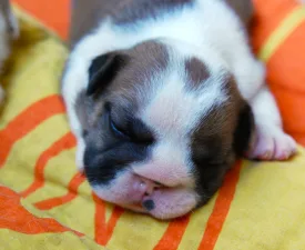 Rengőhegyi-ormán Delilah - Bulldog Puppy for sale