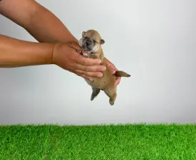 Taiyo - Shiba Inu Chiot à vendre