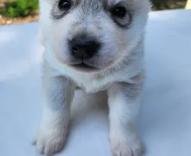 Gemma Of Polar Moonlights - Siberian Husky Puppy for sale