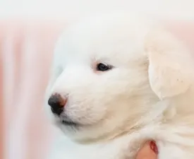 Blanche - Cane da montagna dei Pirenei Cucciolo in vendita