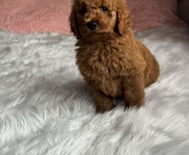 Fairytail World Eric - Poodle Standard Puppy for sale