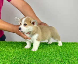 Penny - Pembroke Welsh Corgi eladó kiskutya