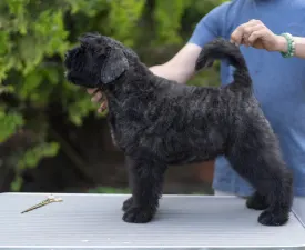 Pink - Flanders Cattle Dog Puppy for sale