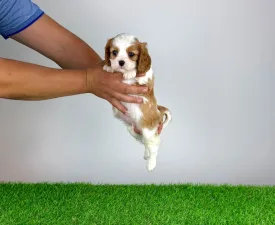 Norbo - Cavalier King Charles spániel eladó kiskutya