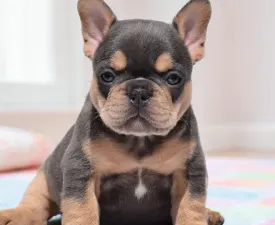 Dolly  - French Bulldog Puppy for sale