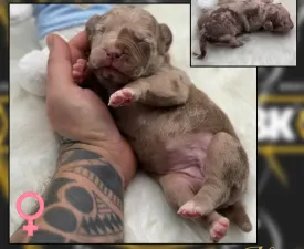 Hera - American Bully - XL Angebotener Welpe