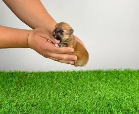 Poppy - German Pomeranian Spitz Puppy for sale