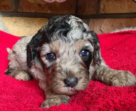 Naomi - Cavapoo eladó kiskutya