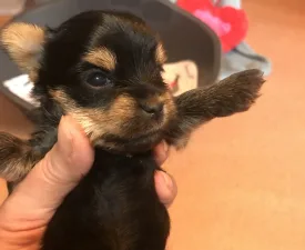 Wilo - Yorkshire Terrier Puppy for sale
