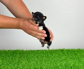 Flac - Chihuahua Angebotener Welpe