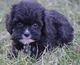 Blacky - Cavapoo eladó kiskutya