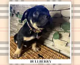 Silvanberry - American Bully - Standard Puppy for sale
