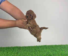 Milky - Poodle Miniature Puppy for sale
