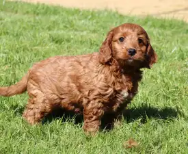 Gomez - Cockapoo eladó kiskutya