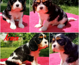 Ármin - Cavalier King Charles Spaniel Puppy for sale