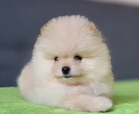 Carlos - Pomeranian eladó kiskutya