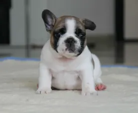 Freddy - French Bulldog Puppy for sale