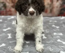 Grain Of Sand Rosa Parks Right - Romagna Water Dog Puppy for sale