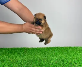 Lemorro - German Pomeranian Spitz Puppy for sale