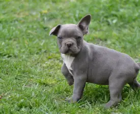 Montclair - Französische Bulldogge Angebotener Welpe