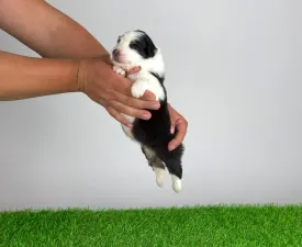 Eldorado - Australian Shepherd Cucciolo in vendita