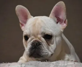 Apple - French Bulldog Puppy for sale