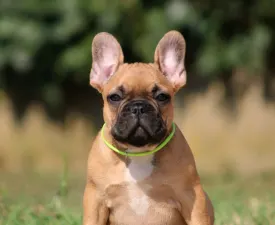 Elvis - French Bulldog Puppy for sale