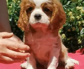 Ince - Cavalier King Charles Spaniel Cucciolo in vendita