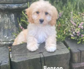 Benson - Cavachon Cucciolo in vendita