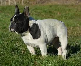 Iron County Wigo - Francia bulldog eladó kiskutya