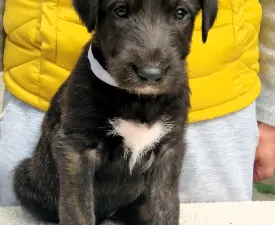 Brittany - Irish Wolfhound Puppy for sale