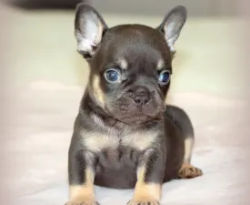 Sassy - Französische Bulldogge Angebotener Welpe