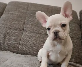 Magic  - French Bulldog Puppy for sale