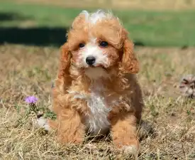 Ronnie( Toy Size) - Cavapoo Cățeluș de vânzare
