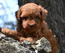 Lejla - Caniche Toy Chiot à vendre