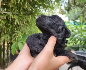 Apollo - Poodle Medium Puppy for sale