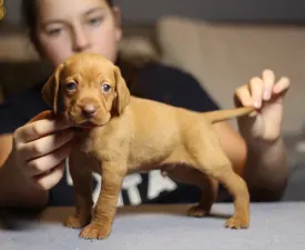 Ferrari - Hungarian Short-haired Vizsla Puppy for sale