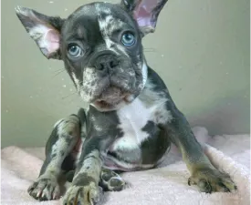Rick - Bulldog francese Cucciolo in vendita