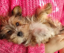 Mörfi - Yorkiepoo Puppy for sale
