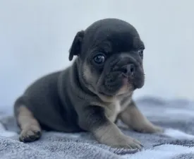 Theo - French Bulldog Puppy for sale