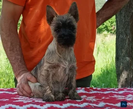 Gilia - Cairn Terrier eladó kiskutya