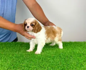 Karosso - Cavalier King Charles spániel eladó kiskutya