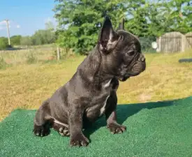 Ralf - French Bulldog Puppy for sale