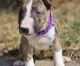 Piszok - Miniatűr bullterrier eladó kiskutya