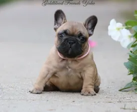 Yoko - Buldog francuski Szczenię na sprzedaż
