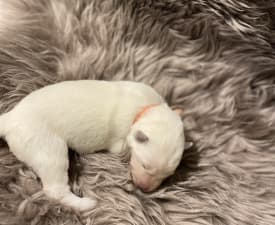 Anastasia - Svájci fehér juhászkutya eladó kiskutya