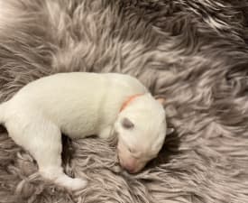 Anastasia - Berger Blanc Suisse Chiot à vendre