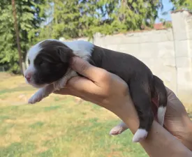 Jan - Tibetan Terrier Puppy for sale